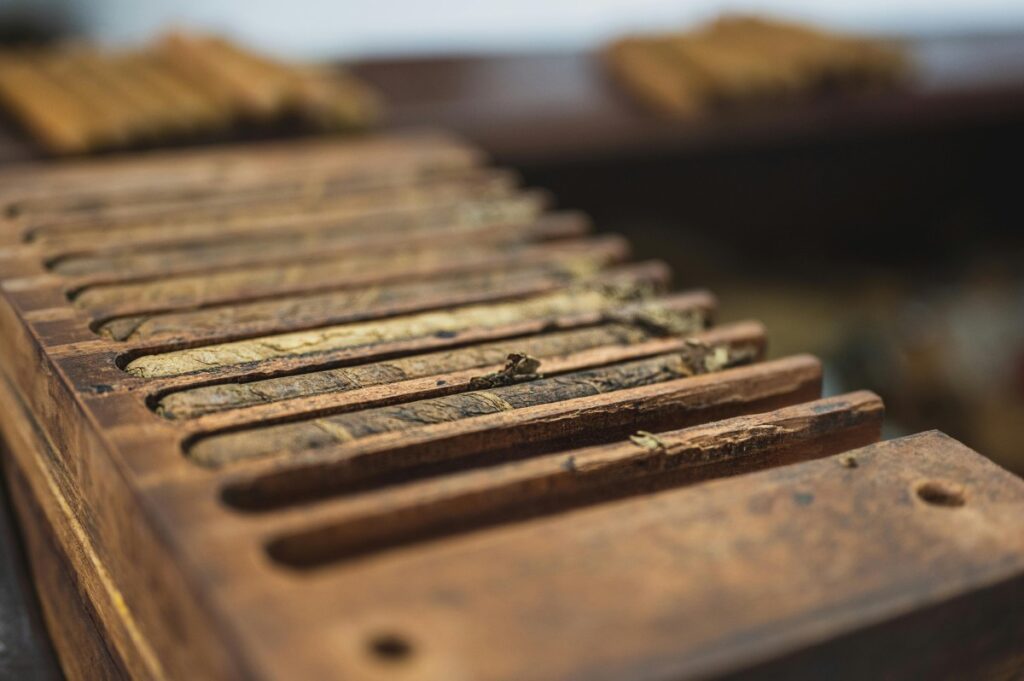 Rolled Cigars In Molds Before Wrapping