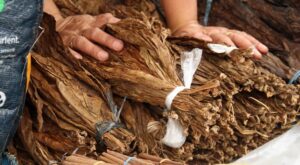 Tobacco Leaves For Wrapper Binder & Filler Of Cigar