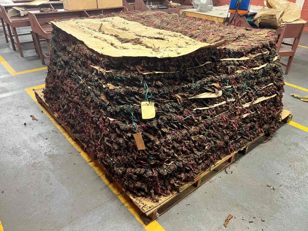 Tobacco Pilon In Cigar Factory