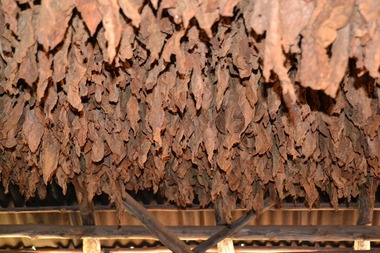 Tobacco Leaves For Cigars Hanging In A Curing Barn