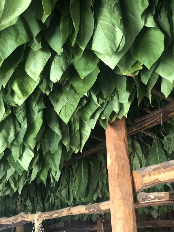 Green Tobacco In Curing Barn